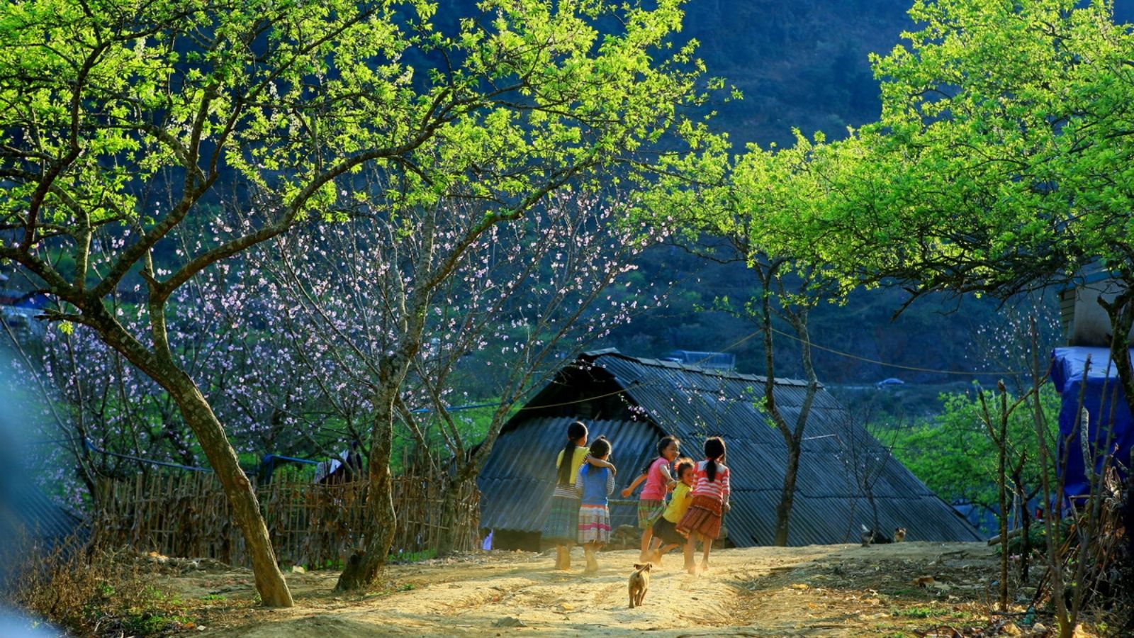 mai-chau-dao-mua-xuan-lon